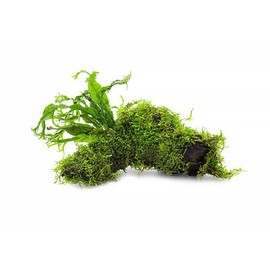 SubstrateSource Live Aquarium Plants on Driftwood, Lava Rock, Moss, Fiber Mat - Freshwater Fish Tanks - Easy, Beginner Friendly (Java Fern Windelov with Moss, Driftwood (Medium))