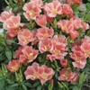 Outsidepride Godetia Sybil - 5000 Seeds