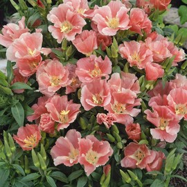 Outsidepride Godetia Sybil - 5000 Seeds
