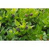 Pure Herbs: Bilberry - 1 oz.