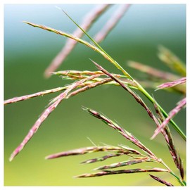 Everwilde Farms - 1 Lb Big Bluestem Native Grass Seeds - Gold Vault