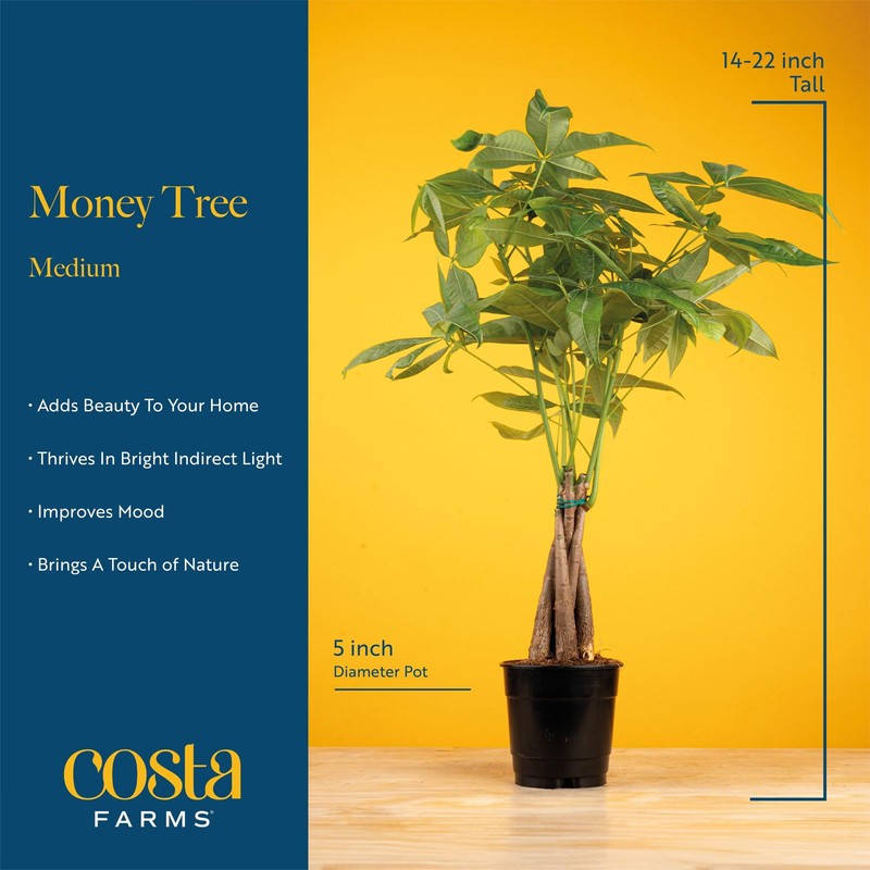 Costa Farms Money Tree (Pachira Aquatica) Live Indoor Bonsai-Style Plant,