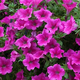 Petunia - Supercascade Series Flower Garden Seed - 1000 Pelleted Seeds - Pink Blooms - Annual Flowers - Single Grandiflora Petunias