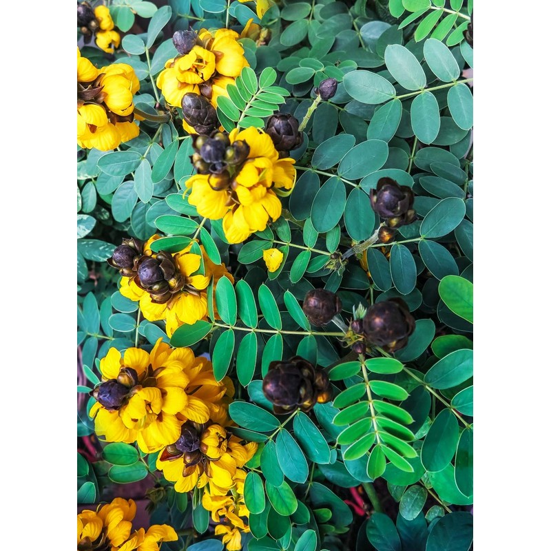 Health Embassy Senna Leaves Tea (Senna alexandrina), 50 g