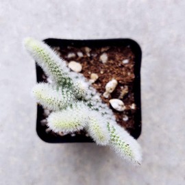 Opuntia Microdasys Bunny Ears Cactus - (2 inch)