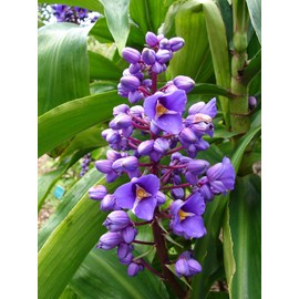 Hawaiian Tropical Blue Purple Ginger Plant Root Rhizome 1 Pack