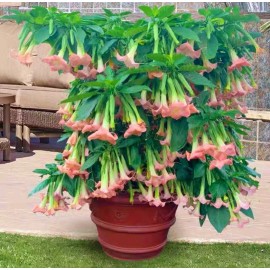 Seed-Top 100 Datura Flower seeds Angels Trumpet Mix Color Double Brugmansia