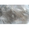 Pechetruite 1g - CDC (Cul de Canard) Feathers - NATURAL