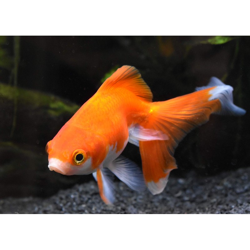 Gold Basics, 50 mL / 1.7 fl. oz.