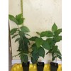 Tree PEANUT BUTTER TREE/RARE FRUIT TREE (BUNCHOSIA GLANDULIFERA) 6 INCHES