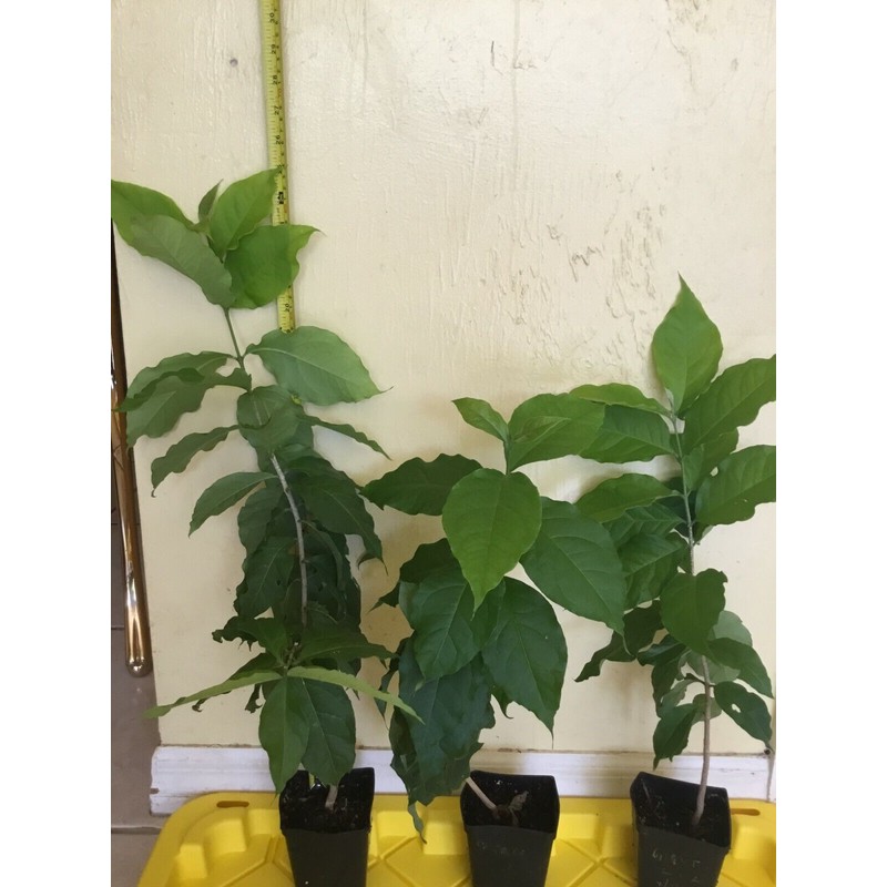 Tree PEANUT BUTTER TREE/RARE FRUIT TREE (BUNCHOSIA GLANDULIFERA) 6 INCHES