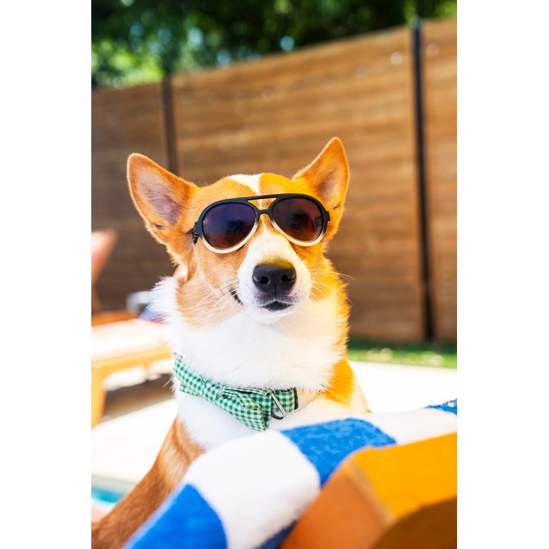 King Sunglasses for Medium-Sized Dog - UV Protective Lenses, Debris