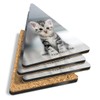 4 x Triangle Coasters - Grey Tabby Bengal Pet Kitten