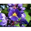 3 Live Hawaiian Ginger Cane Plant Sapphire Blue Nt