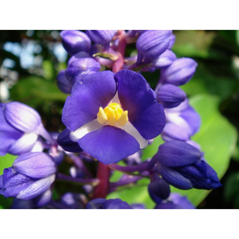 3 Live Hawaiian Ginger Cane Plant Sapphire Blue Nt
