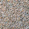 3,000 Rye Seeds Wildlife Food Plot Forage Cover Crop