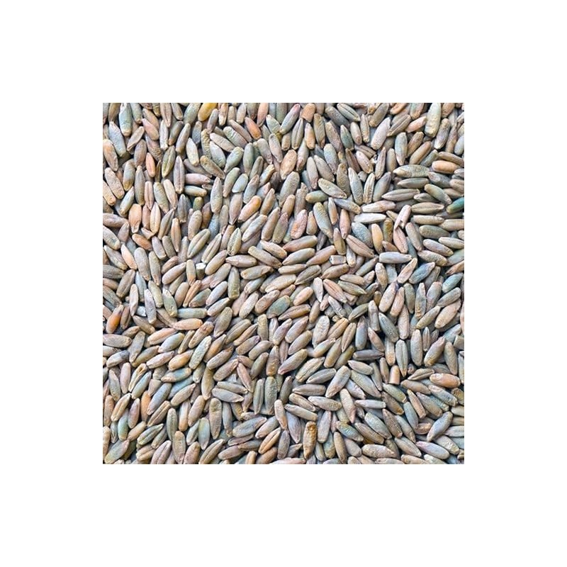 3,000 Rye Seeds Wildlife Food Plot Forage Cover Crop