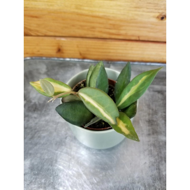 Hoya DS 70 Variegated, 2" Plant