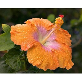 100+ Rare Hibiscus Seeds Flower Garden Home Perennial Plants