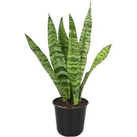 Altman Plants Sansevieria Zeylanica Variegated Snake Plants (Approx. 6" Tall), Easy Plant, Air Purifying Plant & Desk Plant Decor, Low Light Live Snake Plant Live Plants, Indoor Plants & Houseplants