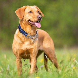 Martingale Dog Collar with Chain, No Pull Slip Cinch Choker Choke Collar Training Escape Proof Heavy Duty Dog Collar for Medium Large Extra Large Pet Dogs,Blue Plaid M