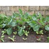 ENVIDESO Chinese Broccoli-1000 Seeds, Kai LAN, GAI LAN, ICA Alboglabra,
