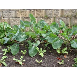 ENVIDESO Chinese Broccoli-1000 Seeds, Kai LAN, GAI LAN, ICA Alboglabra, Open Pollinated