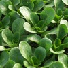 SeedsUP - 500+ Seeds Corn Salad Lamb's Lettuce - Vegetable