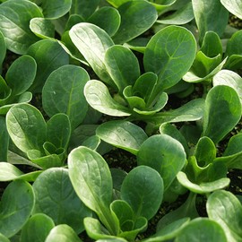SeedsUP - 500+ Seeds Corn Salad Lamb's Lettuce - Vegetable Green