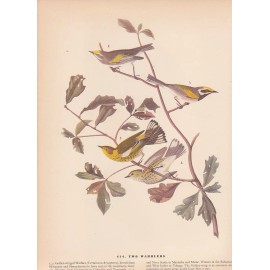 Audubon 1942 Vintage Birds #414 "Two Warblers" Full Color Art Plate Lithograph