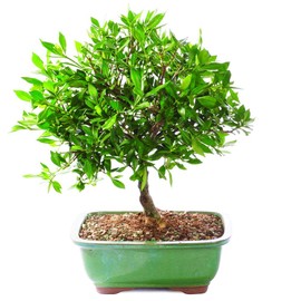 Brussel's Bonsai Live Satsuki Azalea Flowering Bonsai Tree - Small, 5 Years, 5 to 8 in - Outdoor Bonsai in Ceramic Bonsai Pot