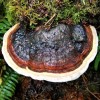 Out Grow Red-Banded Polypore (Fomitopsis pinicola) Liquid Culture