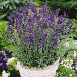 Honest Seed Co Vera Lavender Seeds 500+ | PERENNIAL Flower Garden Seeds USA Free Shipping