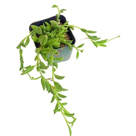 USKC Live Trailing Plants String Plants (2”Pot String of Bananas)