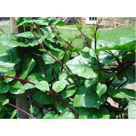 Mai's Family Organic Red Malabar Spinach Seeds, Mồng Tơi Đỏ, basella alba - 100+ Seeds