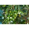 Nuez De Macadamia Con Proteínas, Mxmmn-002, 1kg, Natural, N