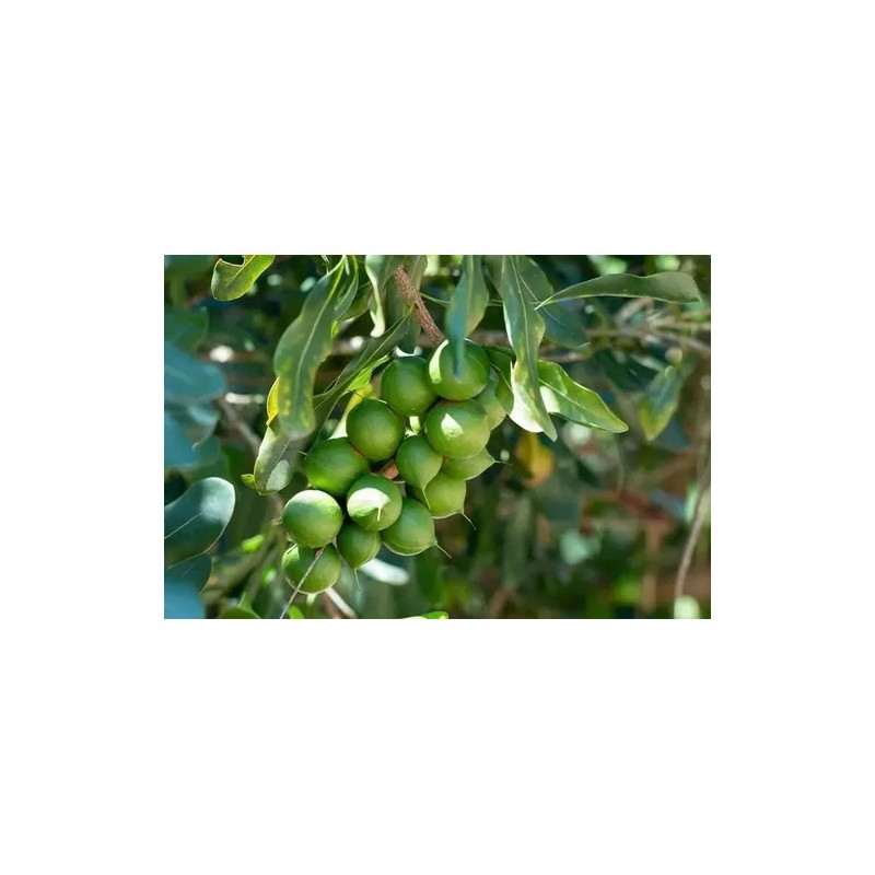 Nuez De Macadamia Con Proteínas, Mxmmn-002, 1kg, Natural, N