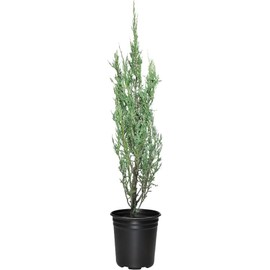 Blue Arrow Juniper | 5 Live 4 Inch Pots | Juniperus Scopulorum | Drought-Tolerant Evergreen | Ideal for Landscaping & Ornamental Use | Low-Maintenance Outdoor Plant
