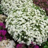 Outsidepride Arenaria Montana Ground Cover Seeds - 2000 Seeds