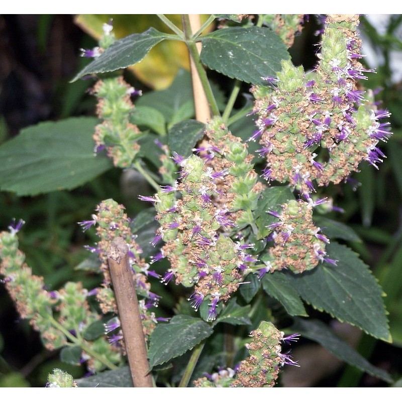 Patchouli Essential Oil Roll On. Ready to Use Prediluted Essential