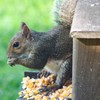 PATIKIL Squirrel Feeder Picnic Table with Red Umbrella 7x8x11inch, Wooden