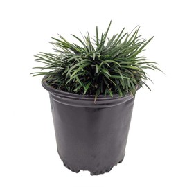 Dwarf Mondo Grass | 1 Large Gallon Size Plant | Ophiopogon Japonicus Nanus | Live Evergreen Shade Loving Groundcover