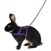 Kerbl Shoulder Harness Agility with Leash, Large, 2 m