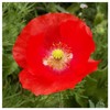 Everwilde Farms - 1 Oz Red Poppy Wildflower Seeds -