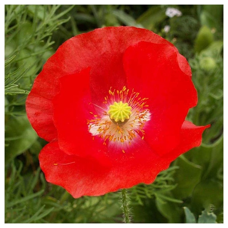 Everwilde Farms - 1 Oz Red Poppy Wildflower Seeds -