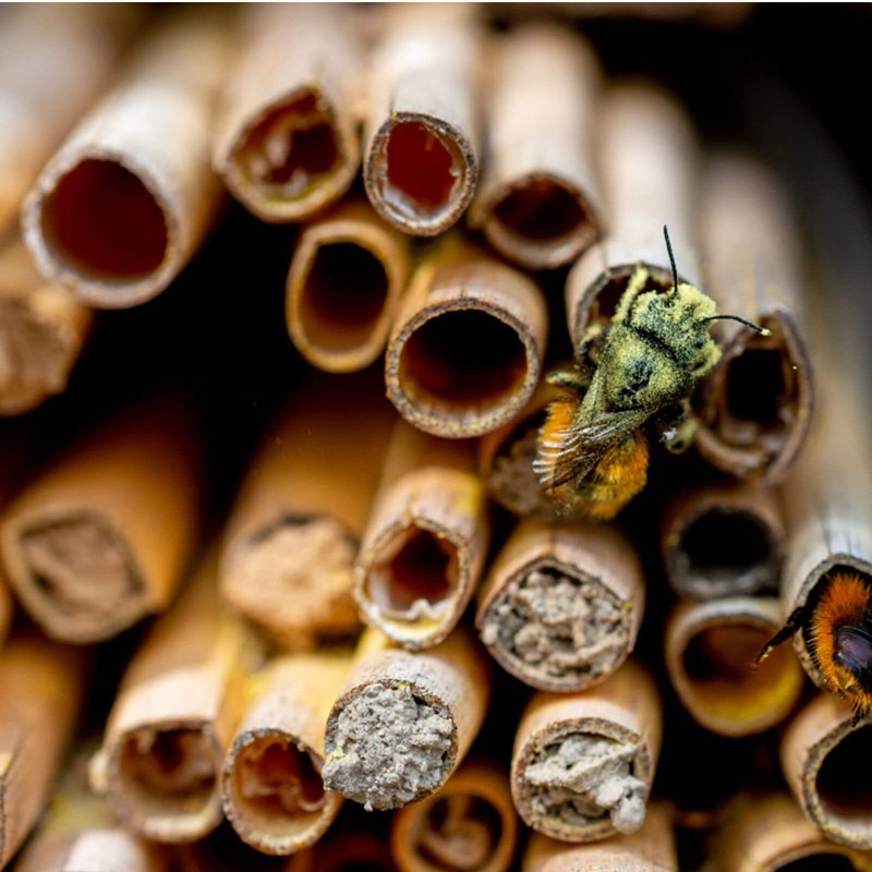 Mipcase 200Pcs Mason Bee Tubes, Mason Bee House Reed Nest