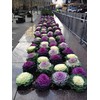 NIKA SEEDS - Vegetable Flowering Kale Mix (Ornamental Cabbage) Large
