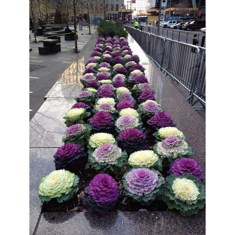 NIKA SEEDS - Vegetable Flowering Kale Mix (Ornamental Cabbage) Large