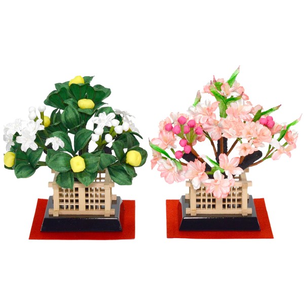 Sakura Tachibana (Flower for Hina Festivals)