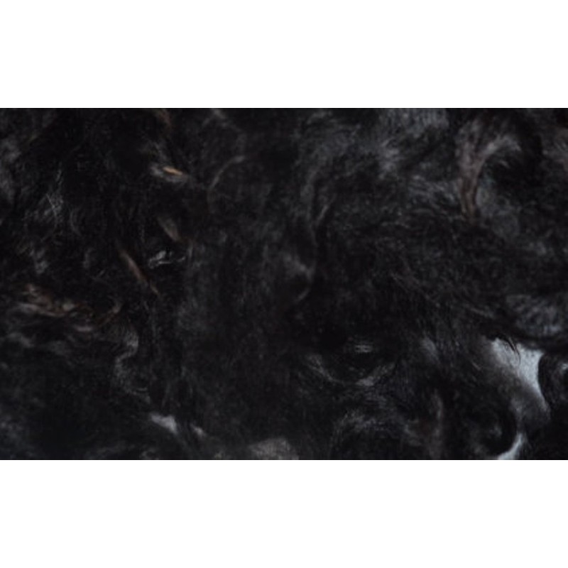 Black huacaya Cria Baby Alpaca Spinning Felting Crafting Fiber Fleece